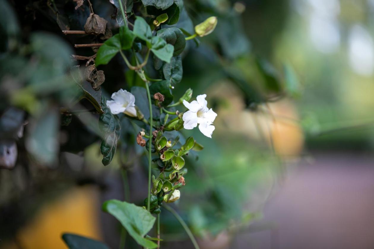 Gatimene Gardens Hotel Meru Luaran gambar